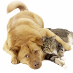 dogcat.jpg dogcat.jpg