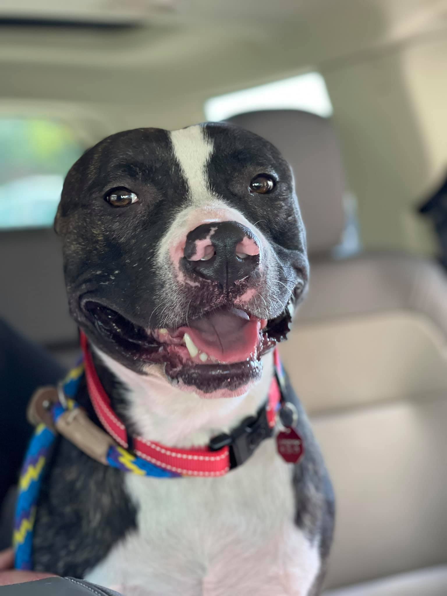 brindle pit