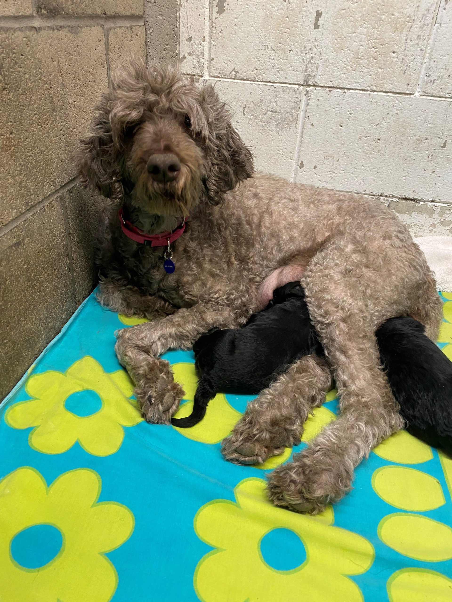 poodle